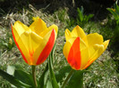 Tulipa Stresa (2012, April 03)