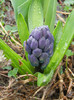 Hyacinth Peter Stuyvesant (2012, Apr.01)