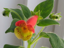 NEW - Kohleria Ragna