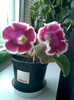 gloxinia