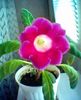 gloxinia