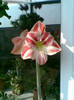 Amaryllis