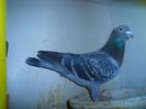 223495_orig