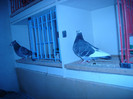 4952566_orig