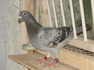 DSC02610