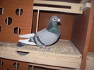 imgp5091