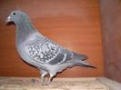 jan-arden-6023181-20061