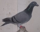 radC798D1005F1113