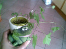 experiment zorele