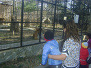 la zoo_2 fratiori cuminti :)
