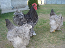 COCHINCHINA ALBASTRU
