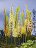 Eremurus ruiter mix