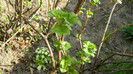 DSCN1154