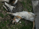 Picture 003