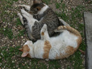 Picture 009