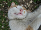 Picture 013