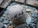 Mammillaria Sanchez Mejoradae