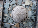 Mammillaria Sanchez Mejoradae