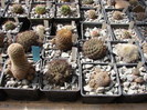 Sulcorebutia4