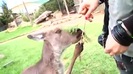 Avril Lavigne- At The Zoo (2011) 381