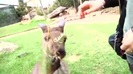 Avril Lavigne- At The Zoo (2011) 382