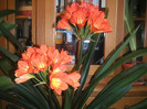 clivia 2012 040