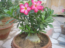 1-Adenium