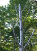 Bodia 9 septembrie 2006 (119)