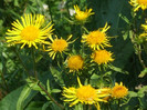 DSCF0126