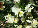 DSCF0269