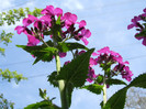 DSCF1216