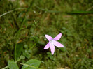 Flower_2005