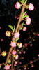 DSCN1746