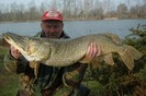 stiuca 14,50 kg.