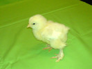 DSC02376