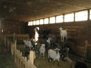 ferma de capre si produse lactate