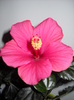 5.04.2012 hibiscus ;010