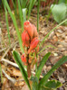 Hyacinth Jan Bos (2012, April 06)