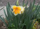 Narcissus Sovereign (2012, April 04)