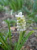 Muscari botryoides Album (2012, Apr.05)