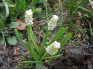 Muscari botryoides Album (2012, Apr.05)