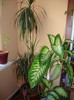 dracena+.....