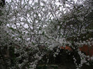 poze 2698