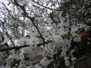 poze 2701