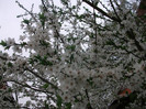 poze 2704
