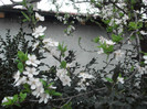 poze 2722