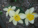 poze 2728