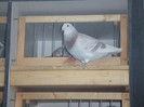 DSCF8994