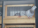 DSCF9006
