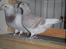 DSCF9029